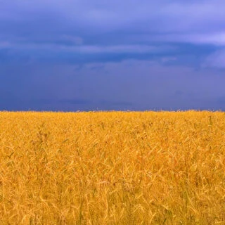 Field of Hope
