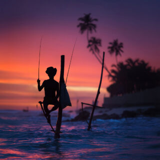 Sri Lankan Traditional Stilt Fishing