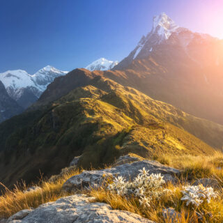 Edelweiss and the Unclimbed Machapuchare (6,998 m).