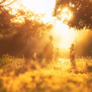 Among the fields of gold